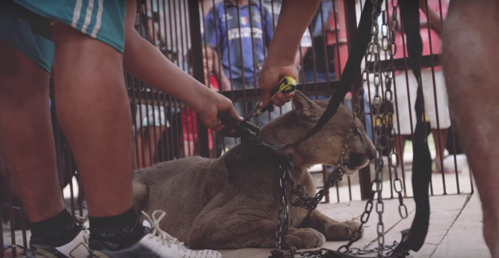 This mountain lion was chained for 20 years; his reaction was amazing after rescuing