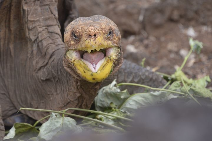 100 years old Galapagos Tortoise saves his extinction species by giving birth to 800 kids