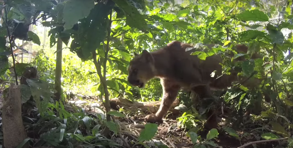 This mountain lion was chained for 20 years; his reaction was amazing after rescuing
