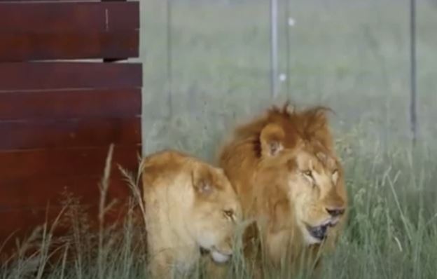 Two former circus lions step on grass for the first time melts everyone's heart