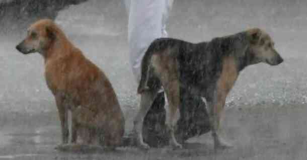 While a heavy rainstorm is raging outside, a police officer shares his umbrella with stray dogs