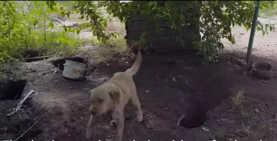 A Labrador that was chained and neglected by his previous owners, is now free and happy
